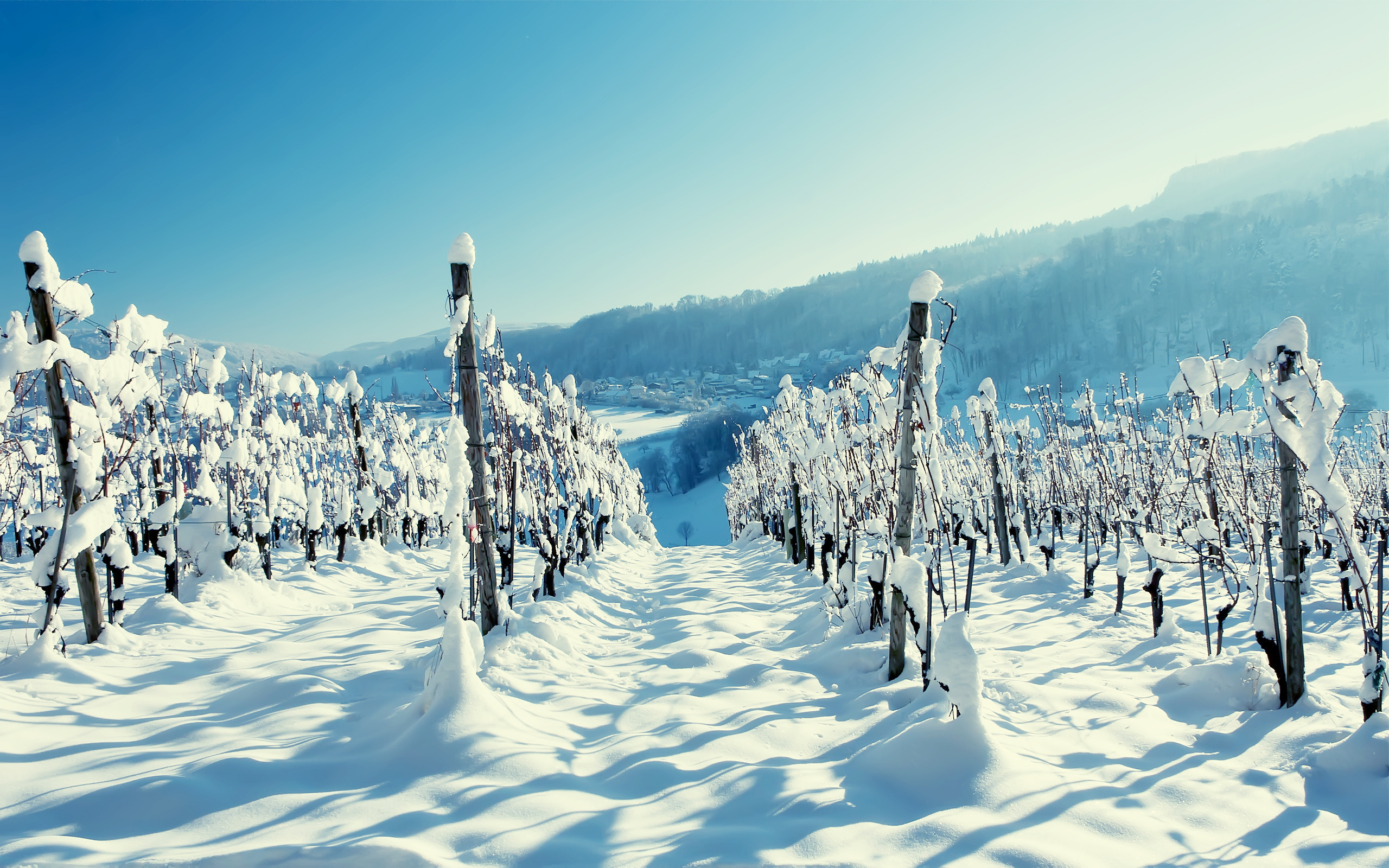 Winter Wine Tour